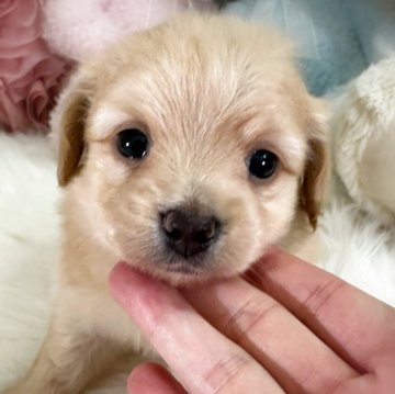 ポメックス(ポメラニアン×ダックスフンド)【香川県・男の子・2025年5月9日・クリーム】の写真「とっても可愛いポメックスの王子様💖🎩✨」