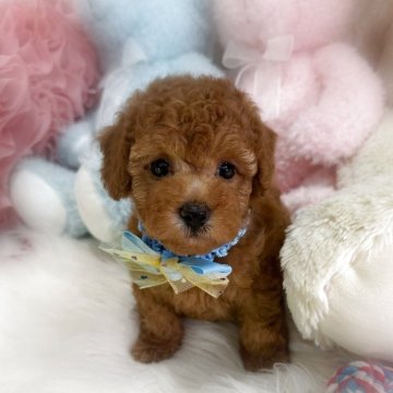 トイプードル(トイ)【香川県・男の子・2025年10月4日・オレンジフォーン(アプリコット)】の写真「とっても可愛いトイプーの男の子🩵」