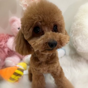 トイプードル(タイニー)【香川県・女の子・2024年3月23日・レッドフォーン(レッド)】の写真「人懐っこくてとっても可愛いタイニーの女の子💖」