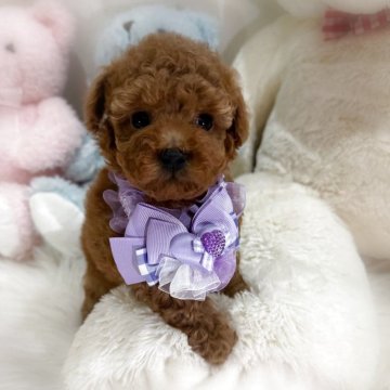 トイプードル(トイ)【香川県・男の子・2025年11月1日・オレンジフォーン(アプリコット)】の写真「健診異常なし😊とっても可愛い男の子🩵」