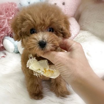 トイプードル(タイニー)【香川県・女の子・2025年8月28日・オレンジフォーン(アプリコット)】の写真「おめめくりくりとっても可愛い女の子💖」