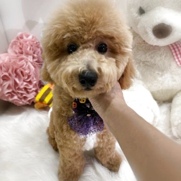 ビションプー(ビションフリーゼ×トイプードル)【香川県・男の子・2025年4月6日・アプリコット】の写真「🩵ふわもこ人懐っこい愛らしい男の子🩵」