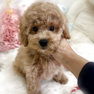 ビションプー(ビションフリーゼ×トイプードル)【香川県・男の子・2025年8月30日・アプリコット】の写真「とっても可愛いビションプー男の子🩵」