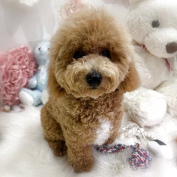 ビションプー(ビションフリーゼ×トイプードル)【香川県・男の子・2025年4月6日・アプリコット】の写真「🩵ふわもこ人懐っこい愛らしい男の子🩵」