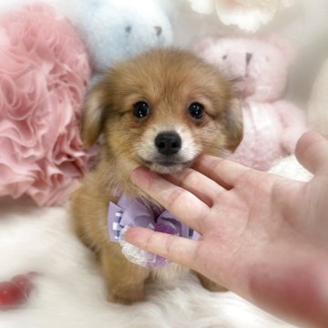 ポメックス(ポメラニアン×ダックスフンド)【香川県・男の子・2025年8月2日・オレンジ】の写真「🩵最新動画アプデ可愛いポメックスの男の子🩵」