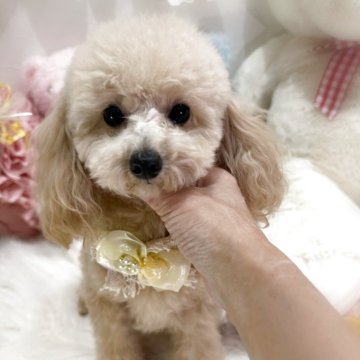 トイプードル(ティーカップ)【香川県・女の子・2025年3月21日・ペールフォーン(クリーム)】の写真「健診異常なし♥️とっても可愛い女の子♥️」