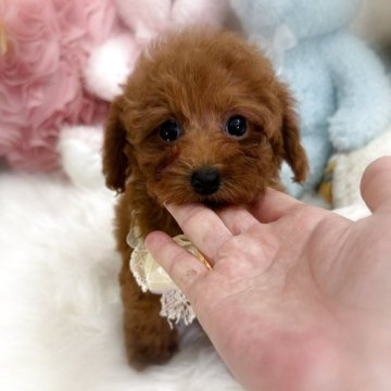 トイプードル(トイ)【香川県・女の子・2025年10月8日・レッドフォーン(レッド)】の写真「健診異常なし🥰とっても可愛いトイプーの女の子💖」