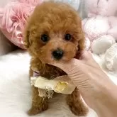 ティーカッププードル