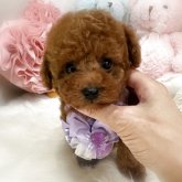 トイプードル(トイ)