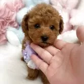 トイプードル(トイ)