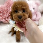 トイプードル(タイニー)