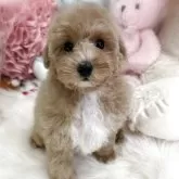 トイプードル(トイ)