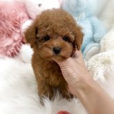 トイプードル(タイニー)