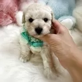 トイプードル(トイ)
