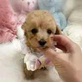 タイニープードル