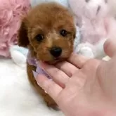 トイプードル(トイ)