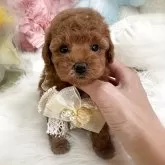 トイプードル(トイ)