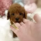 トイプードル(トイ)