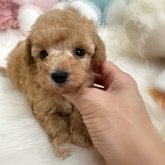 トイプードル(タイニー)