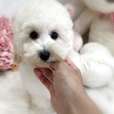 トイプードル(トイ)