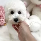 トイプードル(トイ)