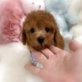 トイプードル(トイ)【香川県・男の子・2025年10月4日・オレンジフォーン(アプリコット)】の写真1「健診異常なし☺️とっても可愛い男の子🩵」