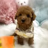 タイニープードル
