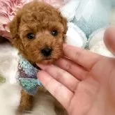 トイプードル(トイ)