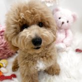 ビションプー(ビションフリーゼ×トイプードル)