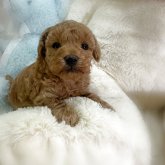 トイプードル(トイ)