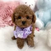 トイプードル(トイ)