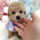 トイプードル(トイ)