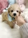 ティーカッププードル【香川県・男の子・2025年10月1日・ペールフォーン(クリーム)】の写真2「⭐️見学予約 お問い合わせお待ちしております⭐️🎀オンライン見学も受付中🎀」