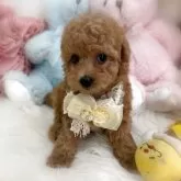 トイプードル(トイ)【香川県・女の子・2025年8月6日・ペールフォーン(クリーム)】の写真13「✨💎是非、逢いに来てみて下さいね💎✨キュンキュンしますょ😍♥️」