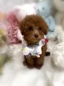 タイニープードル【香川県・女の子・2025年4月19日・レッドフォーン(レッド)】の写真9「遊んで〜って寄ってくるcuteなお姫様👑👸💍」