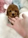 トイプードル(トイ)【香川県・男の子・2025年10月4日・オレンジフォーン(アプリコット)】の写真2「⭐️見学予約 お問い合わせお待ちしております⭐️🎀オンライン見学も受付中🎀」