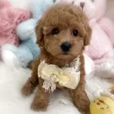 トイプードル(トイ)【香川県・女の子・2025年8月6日・ペールフォーン(クリーム)】の写真12「🐹✨ふわふわ感出てきて可愛い女の子✨🐹⭐️見学予約 お問い合わせお待ちしております⭐️」