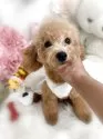 トイプードル(トイ)【香川県・女の子・2025年4月12日・オレンジフォーン(アプリコット)】の写真4「是非、実際に会いに来て下さいね❣️」