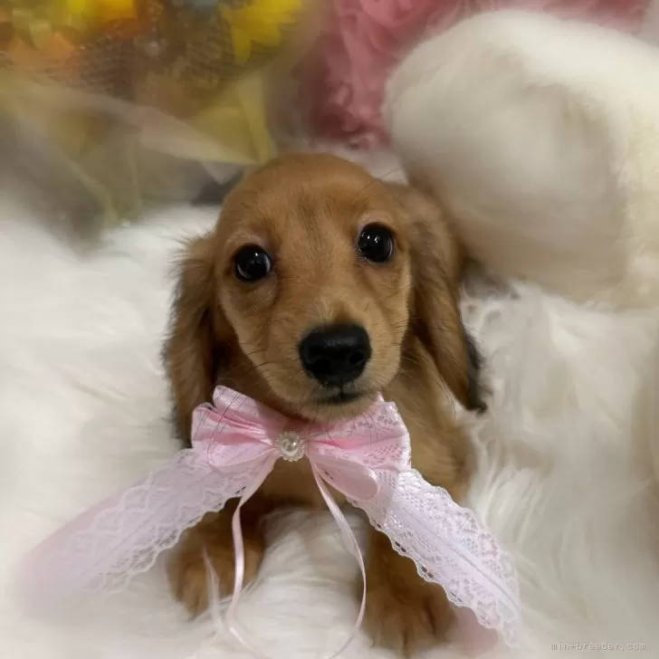 ひまわり 様のお迎えした子犬