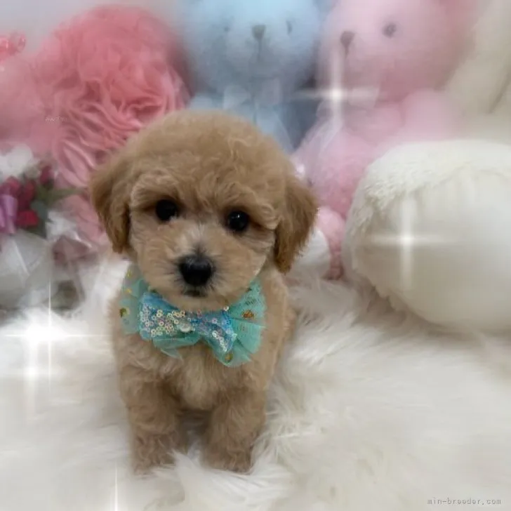 ID：2309-03547の子犬