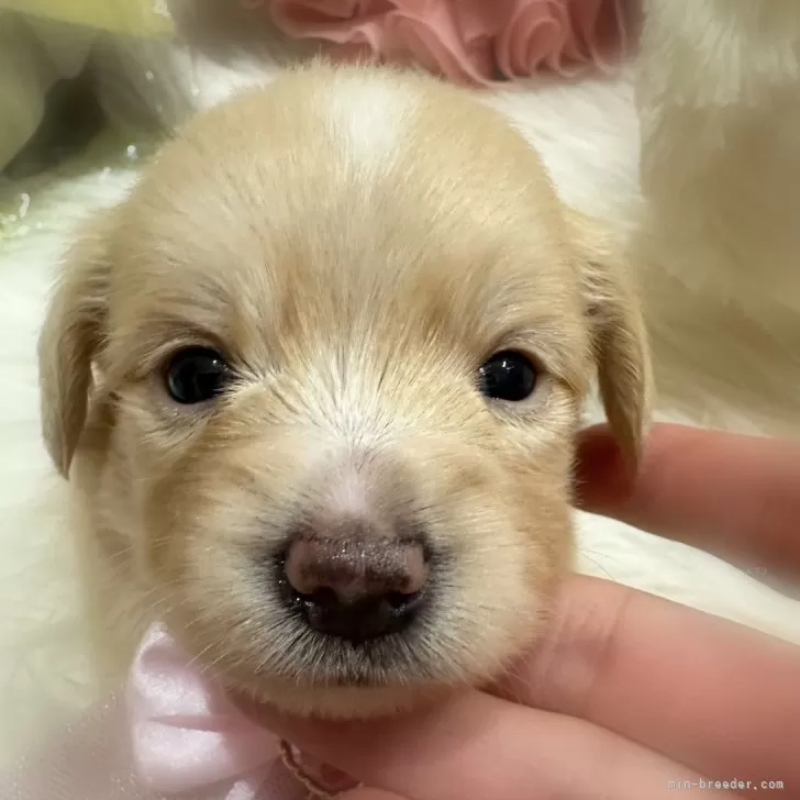 ID：2406-03675の子犬