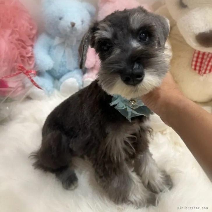 ID:2309-03828の子犬