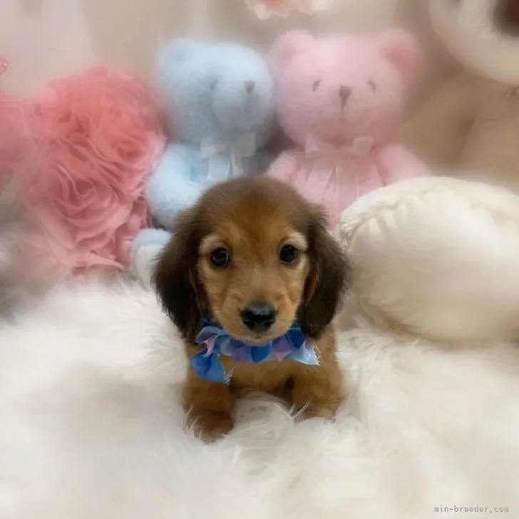 ID：2308-02738の子犬