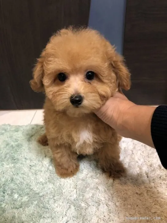 ID:2203-03564の子犬
