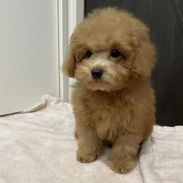 K.M 様のお迎えした子犬