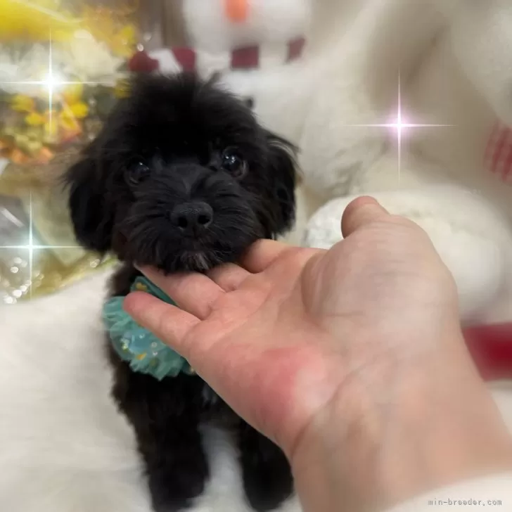 ID：2311-00702の子犬