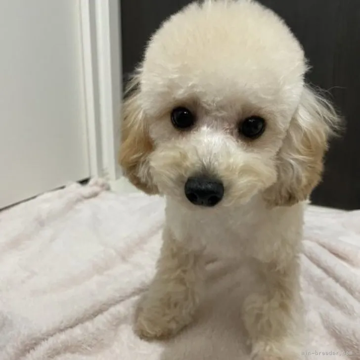 ぺータロウ 様のお迎えした子犬