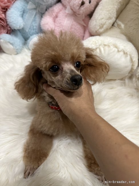 タイニープードル【・女の子・2020年9月30日・レッド】