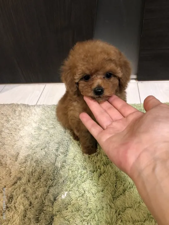 ID：2203-00868の子犬