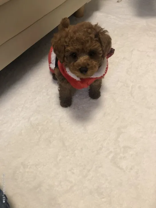 ID:2010-01821の子犬